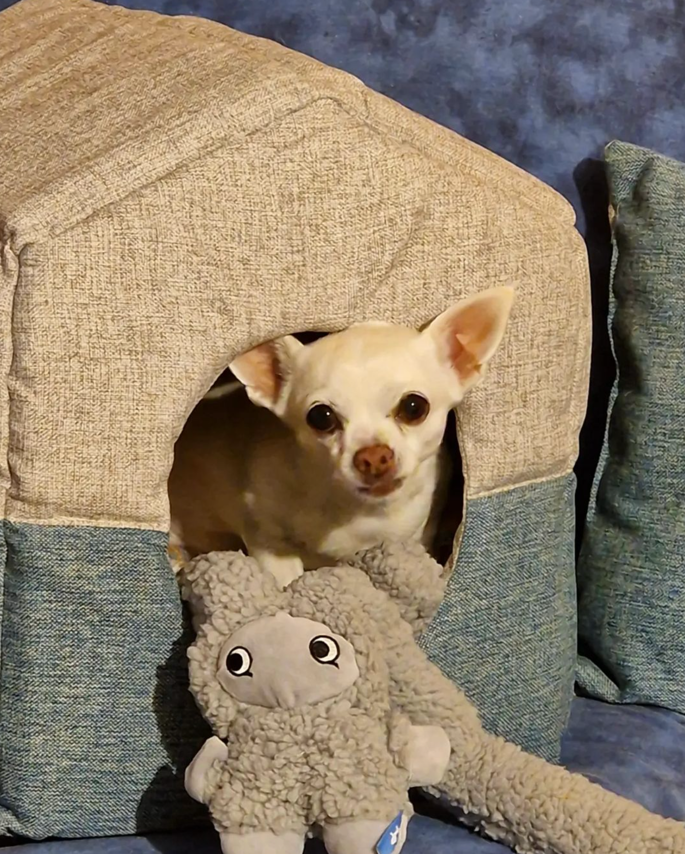 United Pets - Antistressknuffel met etherische oliën - Rosicchio