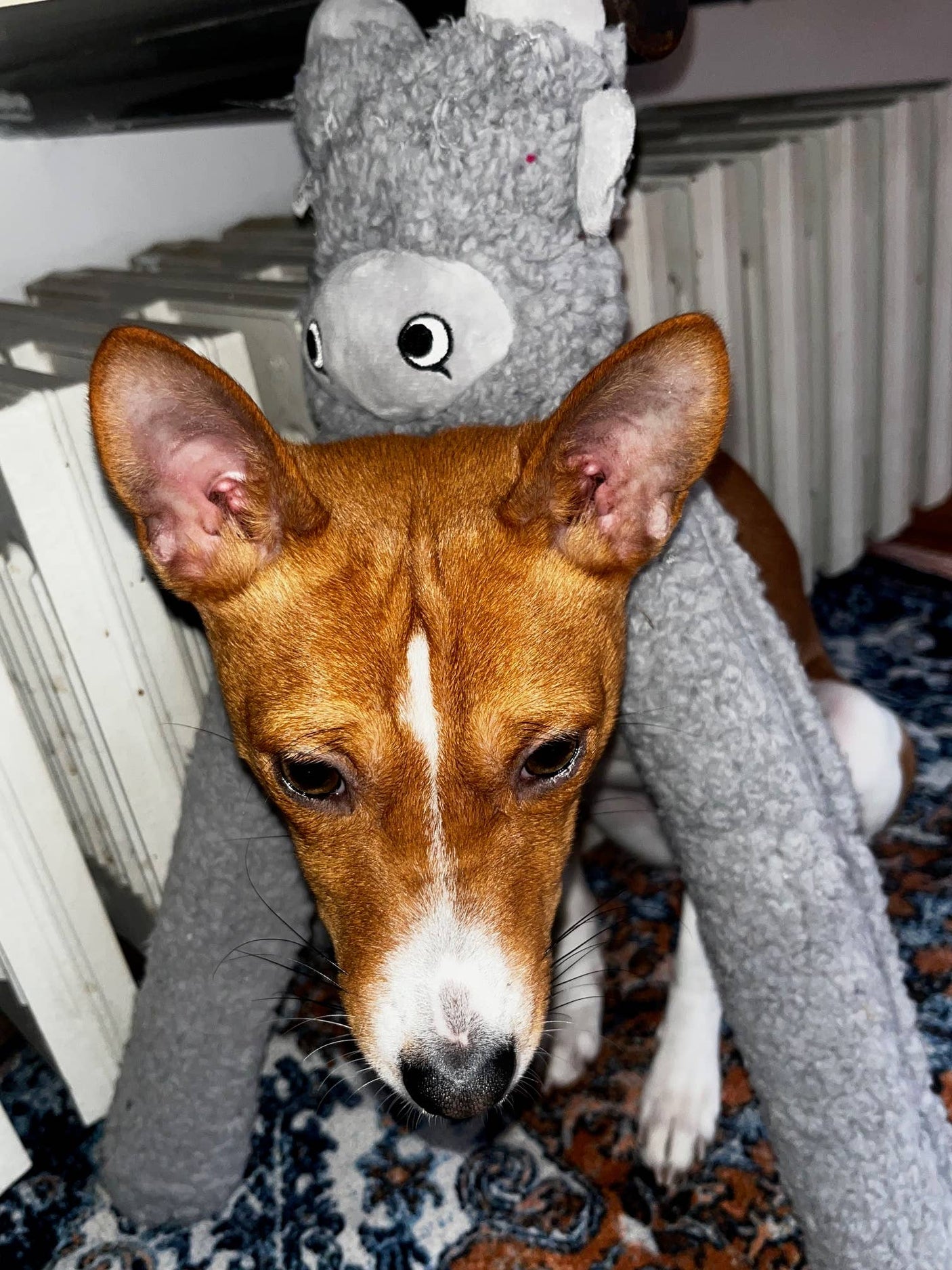 United Pets - Antistressknuffel met etherische oliën - Rosicchio