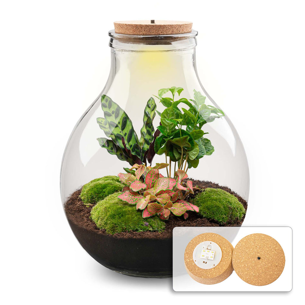 Terrarium Diy Kit - Big Paul Red Xl - Bottle Garden - ↑ 40 Cm