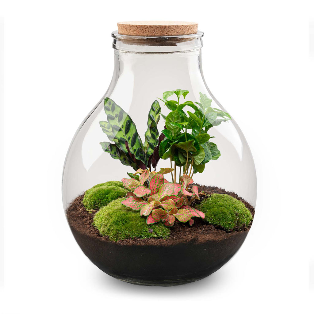 Terrarium Diy Kit - Big Paul Red Xl - Bottle Garden - ↑ 40 Cm