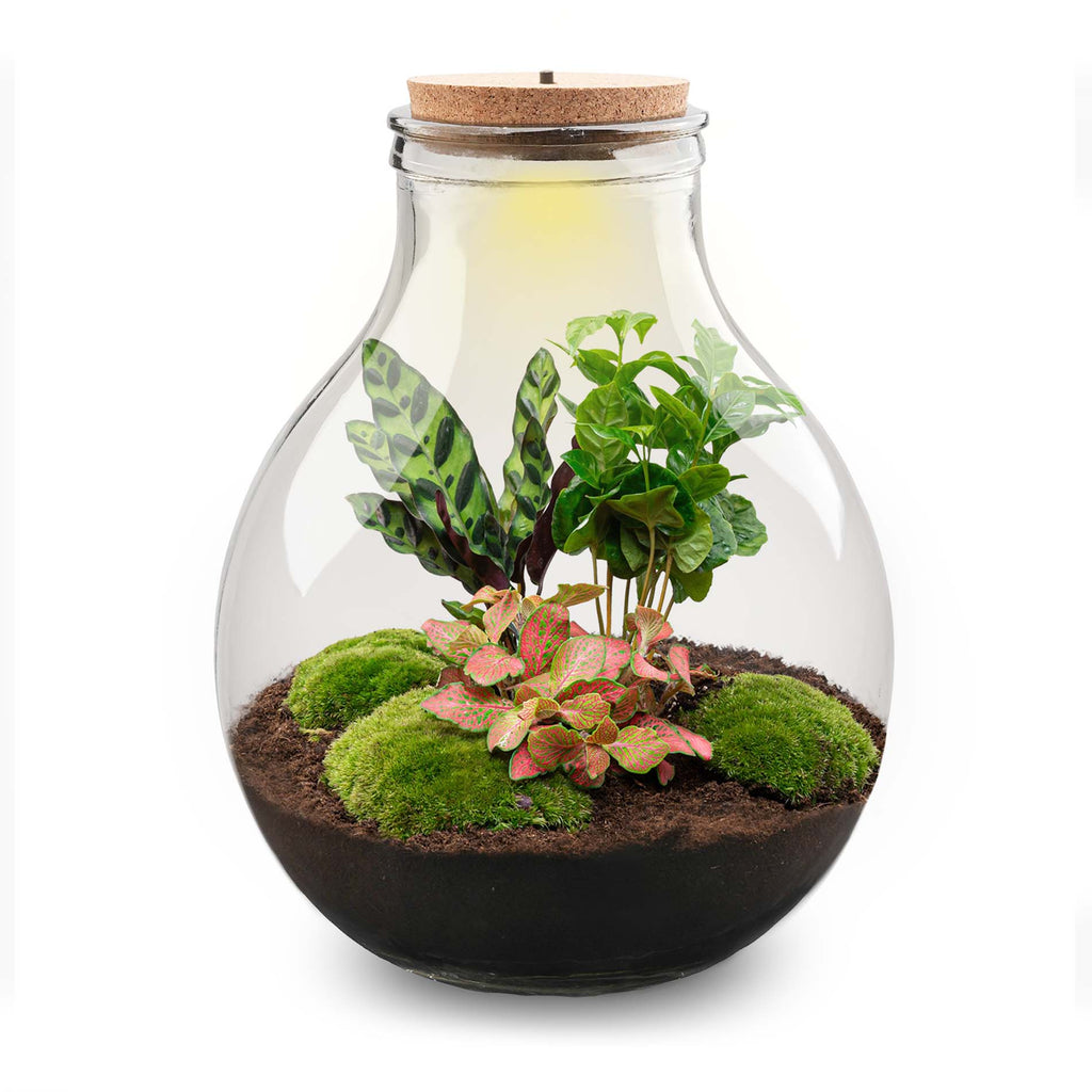 Terrarium Diy Kit - Big Paul Red Xl - Bottle Garden - ↑ 40 Cm