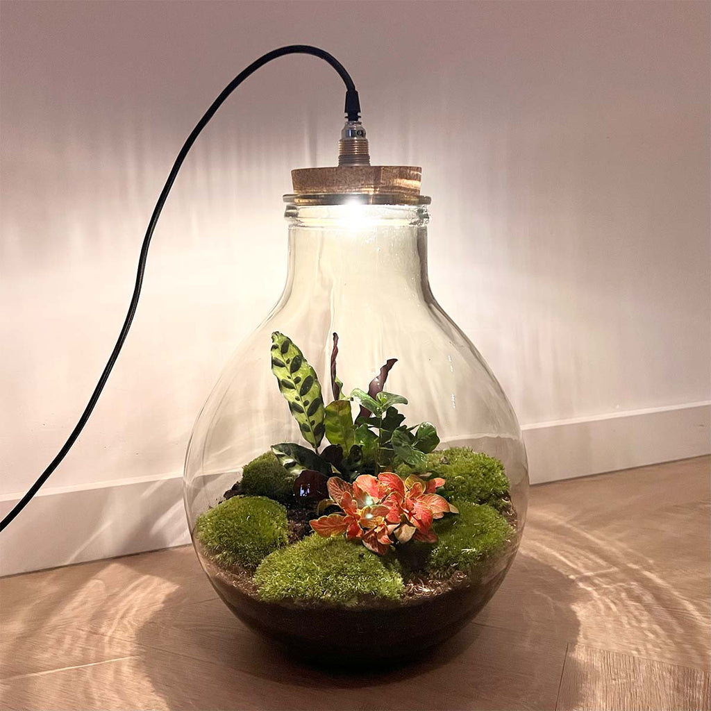 Terrarium Diy Kit - Big Paul Red Xl - Bottle Garden - ↑ 40 Cm