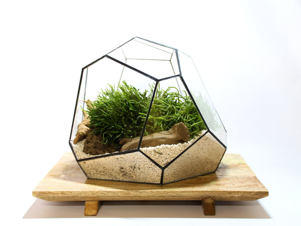 Geometric Terrarium - Torno - Vivarium - ↑ 28 X 26 X 24 Cm (Lxwxh) - Glass