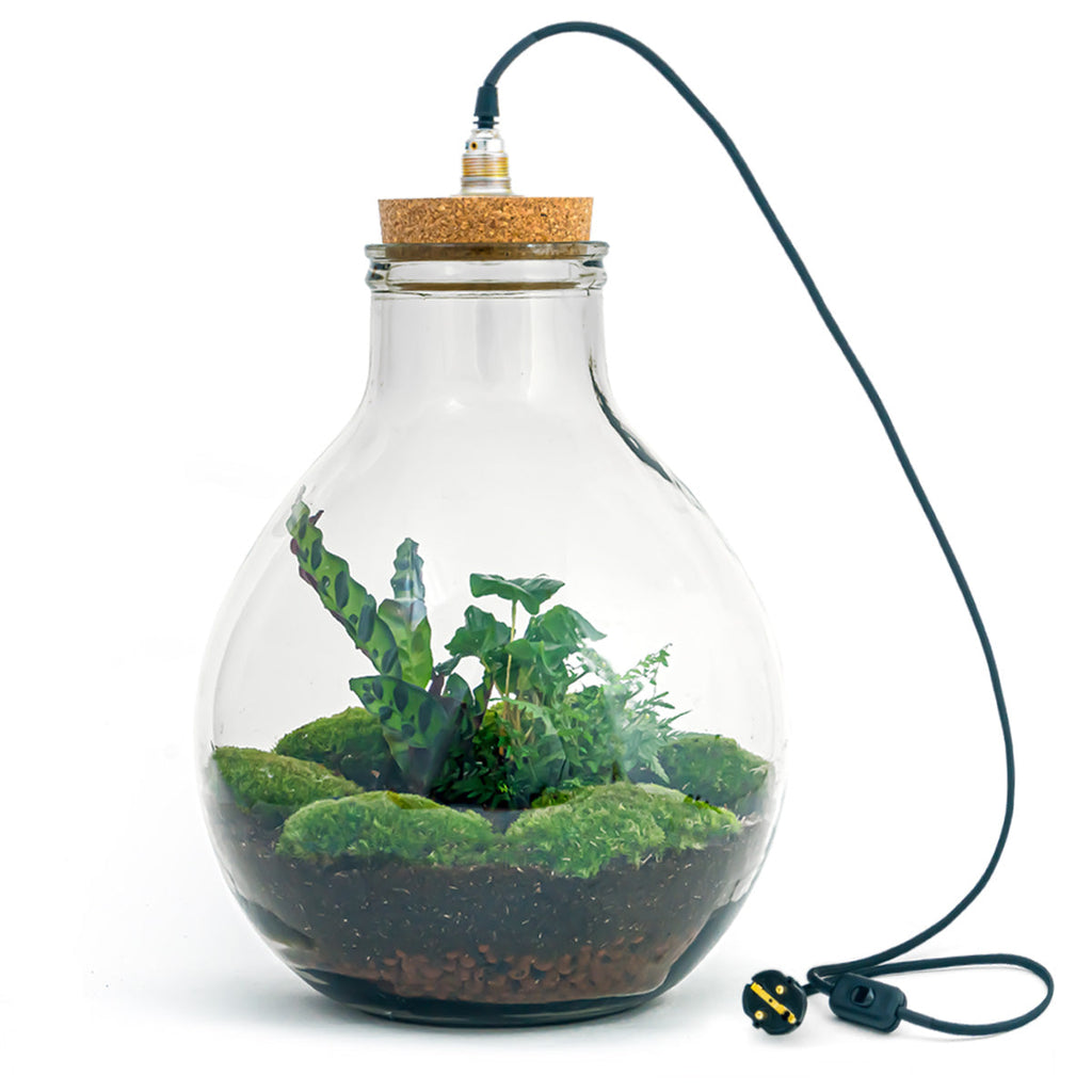 Terrarium Diy Kit - Big Paul Jungle - Bottle Garden - ↑ 40 Cm