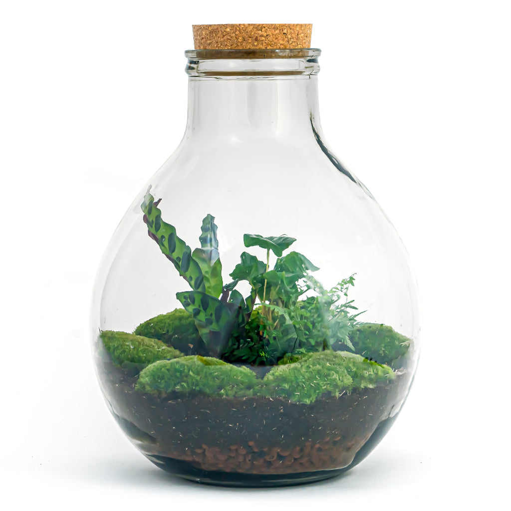 Terrarium Diy Kit - Big Paul Jungle - Bottle Garden - ↑ 40 Cm