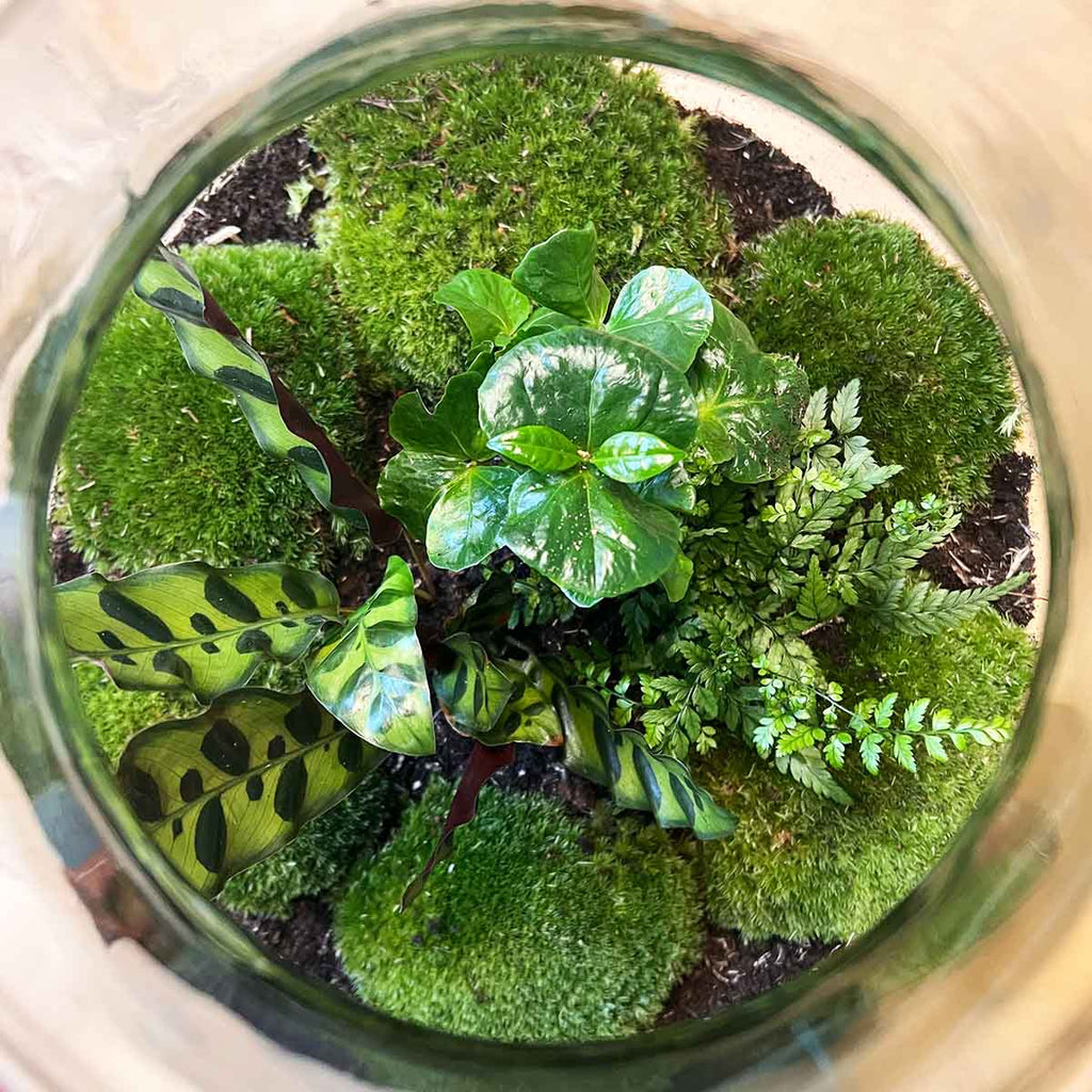 Terrarium Diy Kit - Big Paul Jungle - Bottle Garden - ↑ 40 Cm