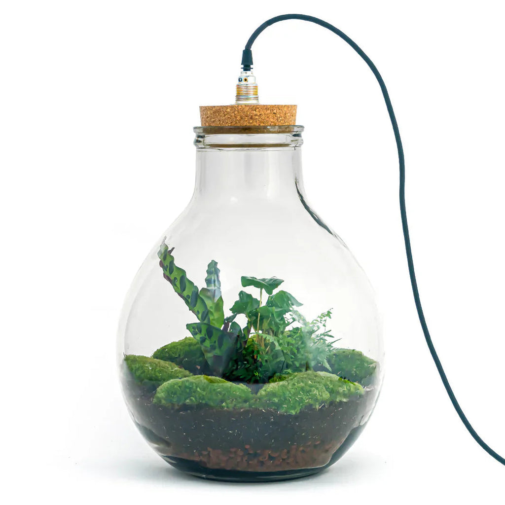 Terrarium Diy Kit - Big Paul Jungle - Bottle Garden - ↑ 40 Cm