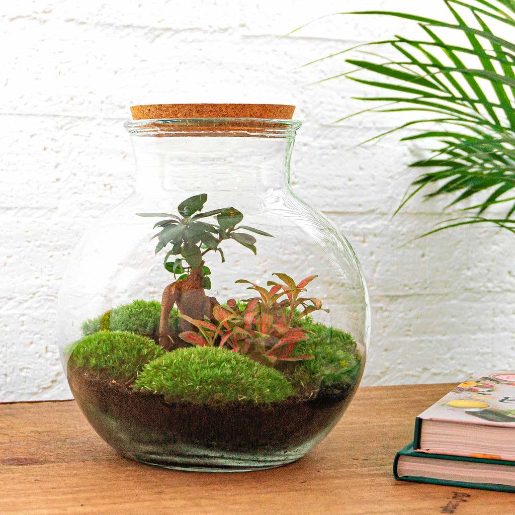 Terrarium Diy Kit - Teddy Bonsai - Bottle Garden - ↑ 26,5 Cm