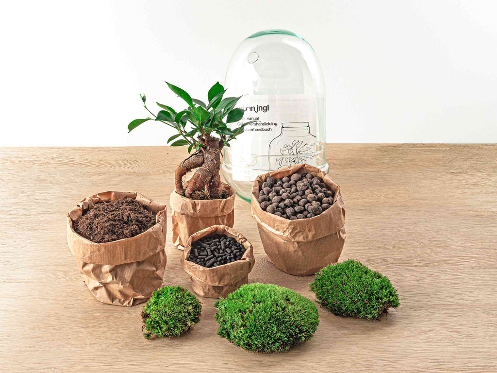 Terrarium Diy Kit - Egg Xl Bonsai - Bottle Garden - ↑ 30 Cm