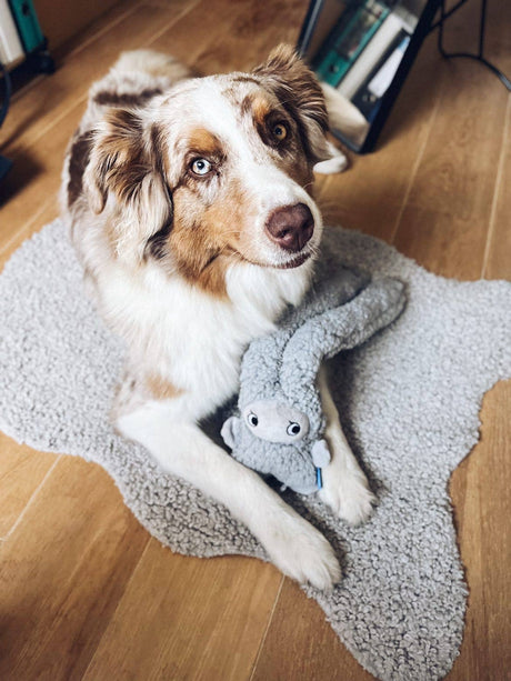Hond die speelt en knuffelt met kalmerende ROSICCHIO knuffel met essentiële oliën