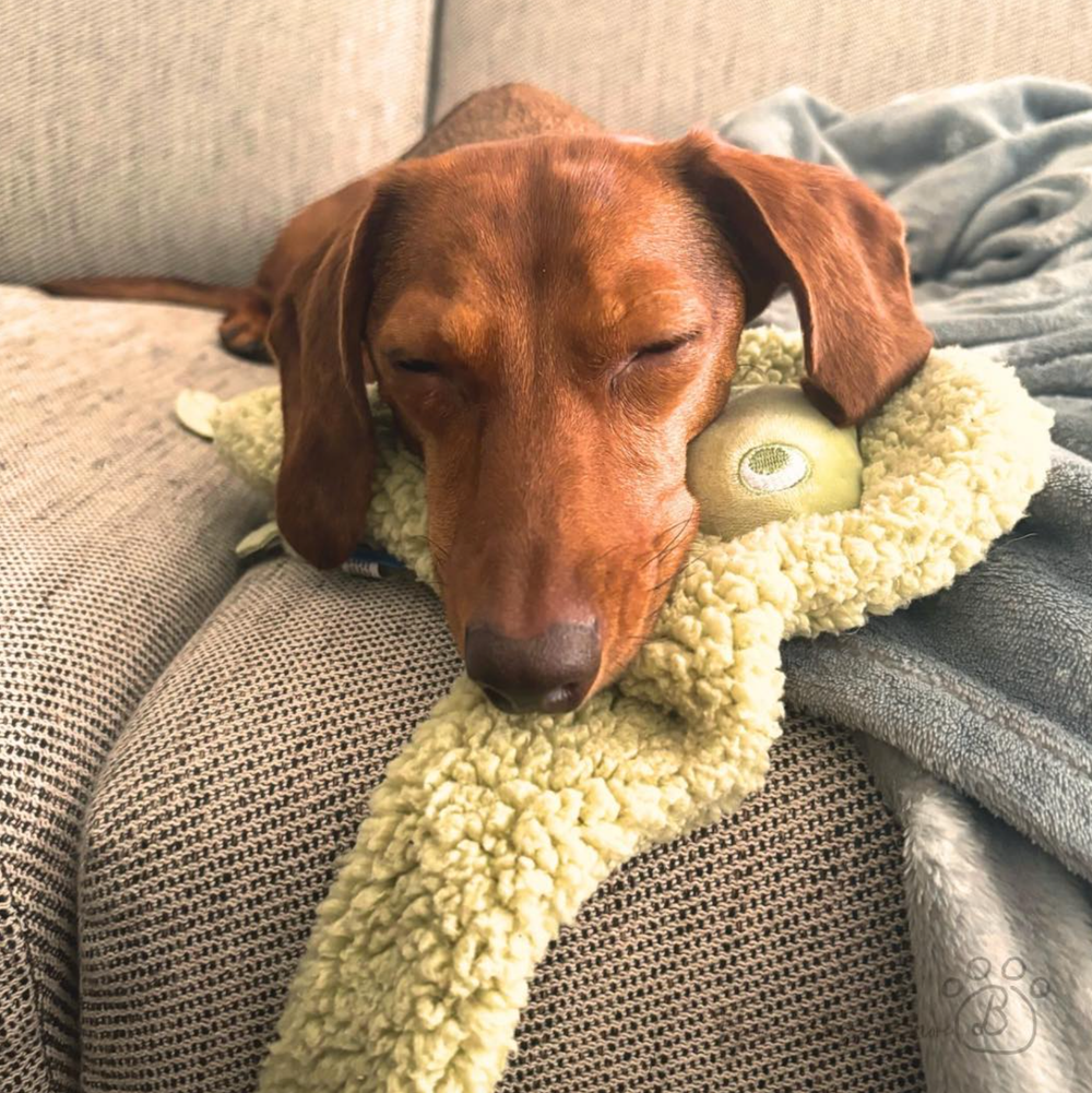 Hond ligt op United Pets AromaStories MUSK antistress knuffel