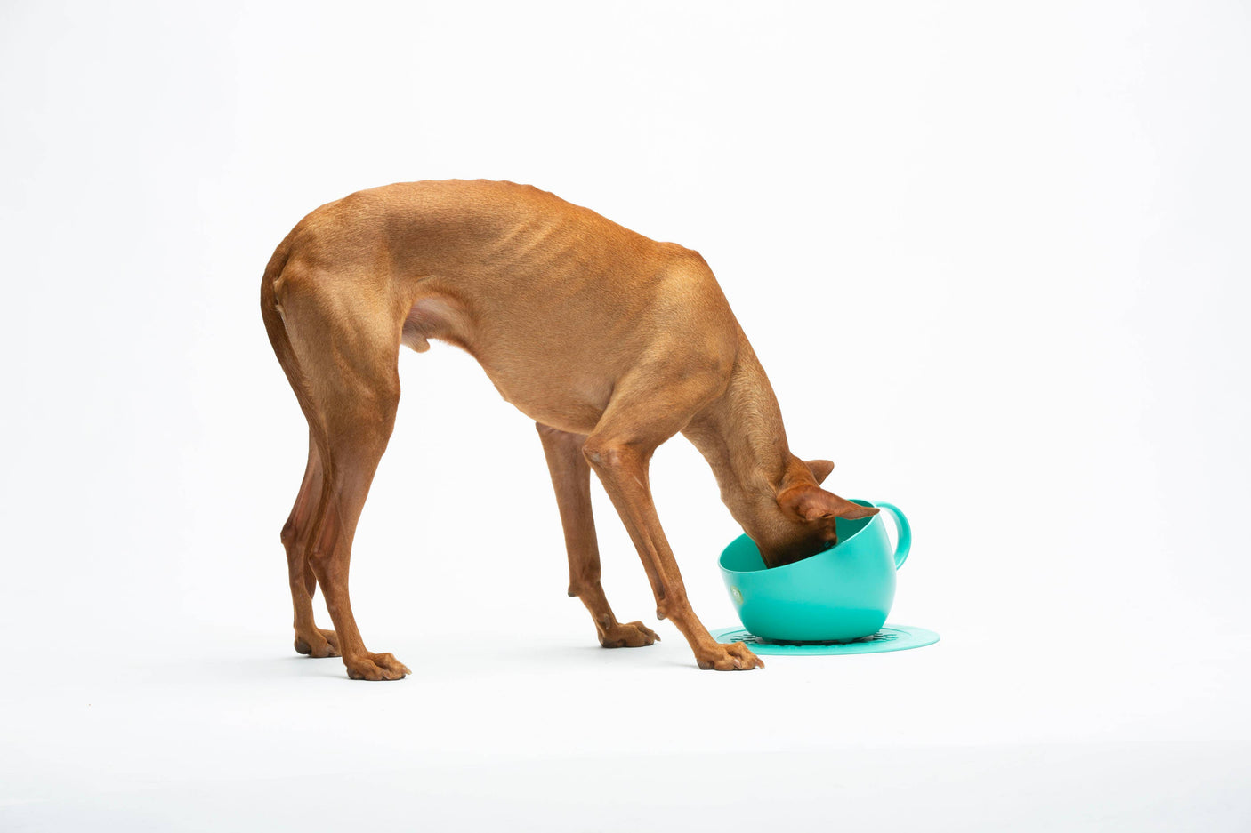 United Pets Milieuvriendelijke Hoog Kopje Anti-Spat  Voor Eten en Water Design uit Italie 2500 ml!  Aqua Wehebbenallesinhuis.nl