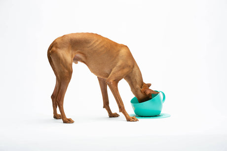 United Pets Milieuvriendelijke Hoog Kopje Anti-Spat  Voor Eten en Water Design uit Italie 2500 ml!  Aqua Wehebbenallesinhuis.nl