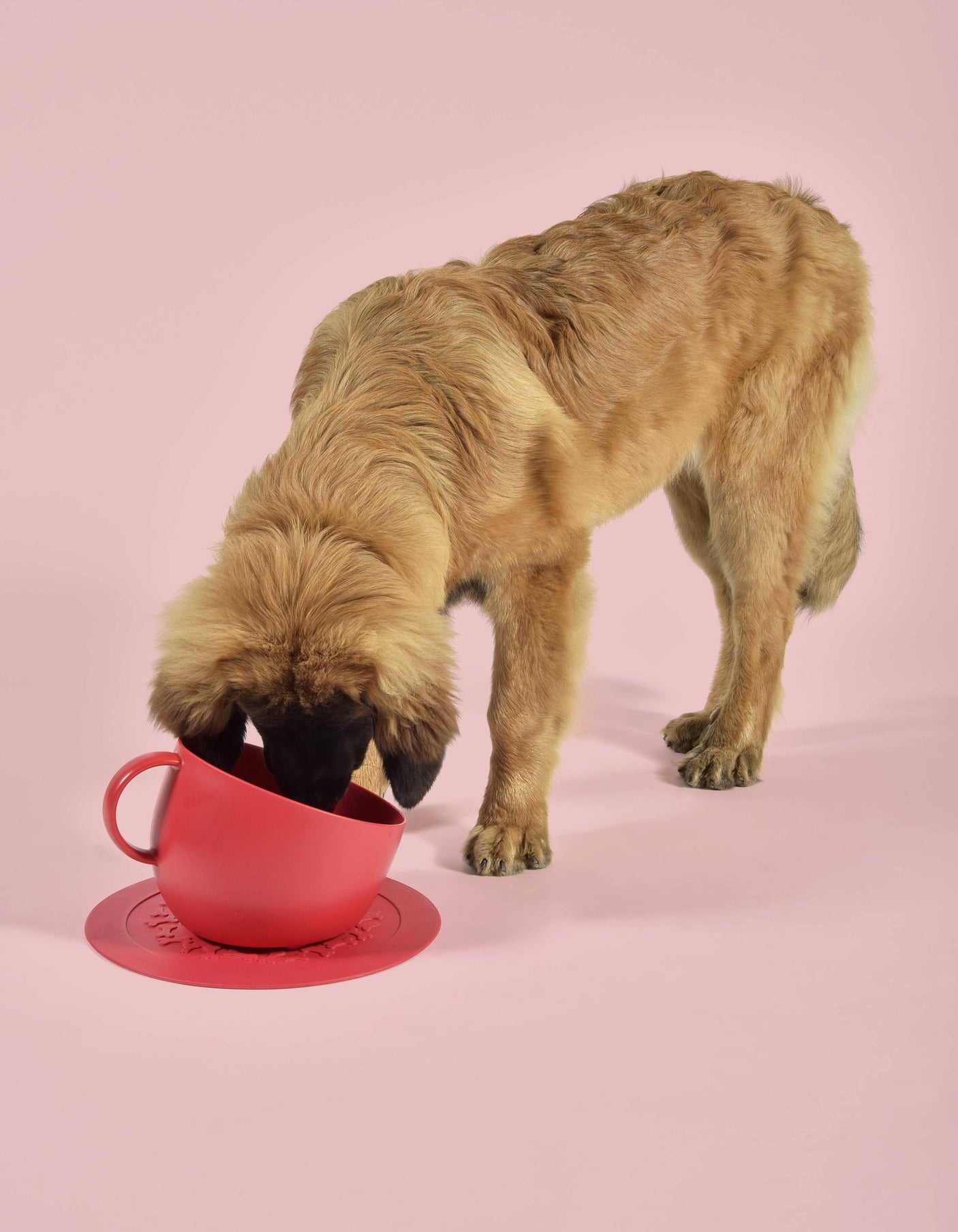 United Pets Milieuvriendelijke Hoog Kopje Anti-Spat  Voor Eten en Water Design uit Italie 2500 ml!  Rood Wehebbenallesinhuis.nl