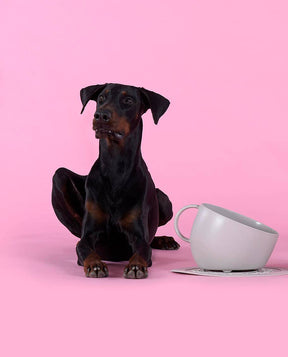 United Pets  Milieuvriendelijke Hoog Kopje Anti-Spat  Voor Eten en Water  Design uit Italie  2500 ml! Wehebbenallesinhuis.nl Taupe
