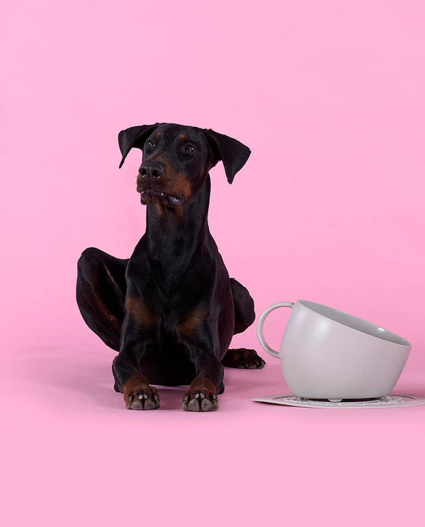 United Pets  Milieuvriendelijke Hoog Kopje Anti-Spat  Voor Eten en Water  Design uit Italie  2500 ml! Wehebbenallesinhuis.nl Taupe