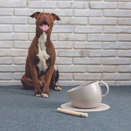 United Pets  Milieuvriendelijke Hoog Kopje Anti-Spat  Voor Eten en Water  Design uit Italie  2500 ml! Wehebbenallesinhuis.nl Taupe